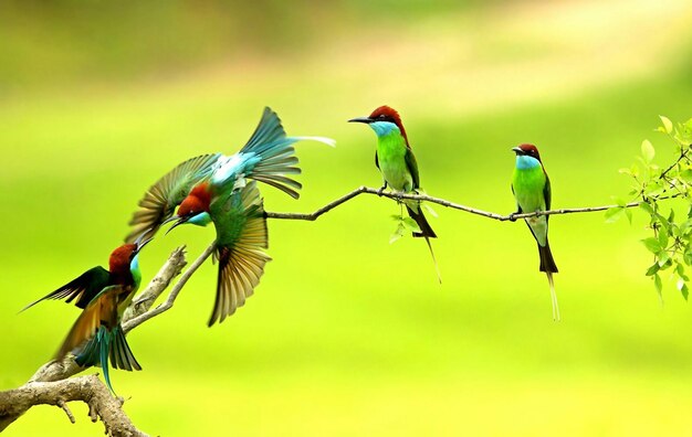 Foto los pájaros posados en una rama