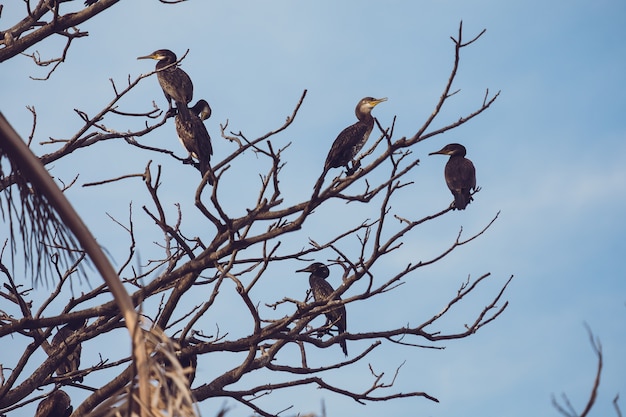 Foto pájaros posados ​​en las ramas de los árboles con fondo de cielo azul