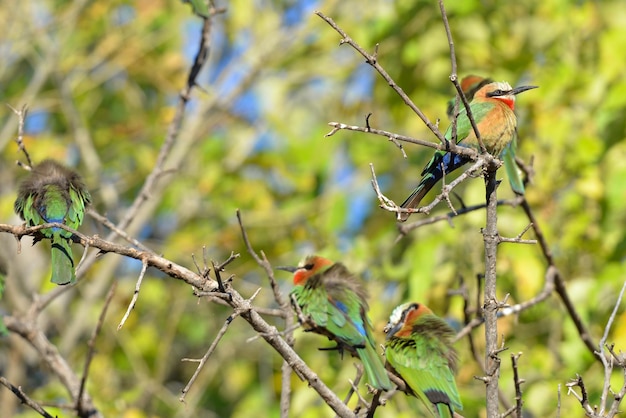 Foto los pájaros posados en las ramas