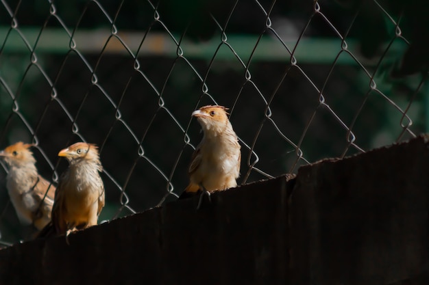 pájaros posados en una valla