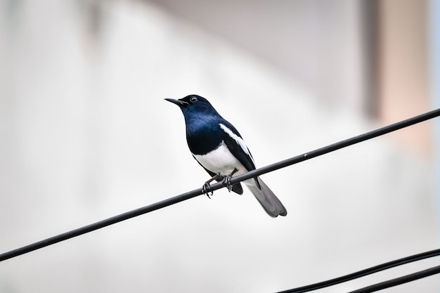 Los pájaros que viven en los cables de la ciudad están activos por la mañana.