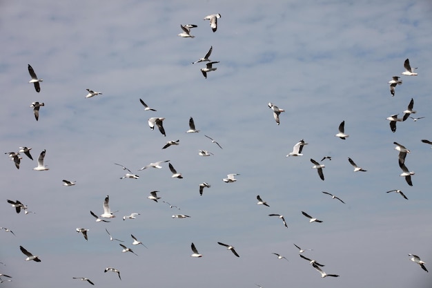 Pájaros que vuelan en el cielo