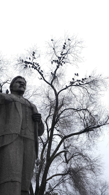 pájaros en las ramas de los árboles