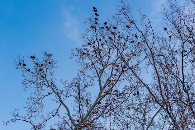 Pájaros en ramas bajo el cielo azul.