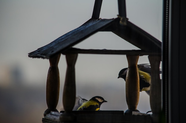 Foto los pájaros sentados en un alimentador de pájaros