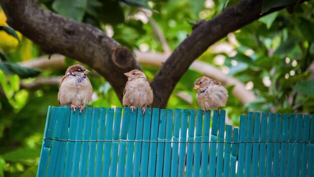 Los pájaros sentados en los árboles