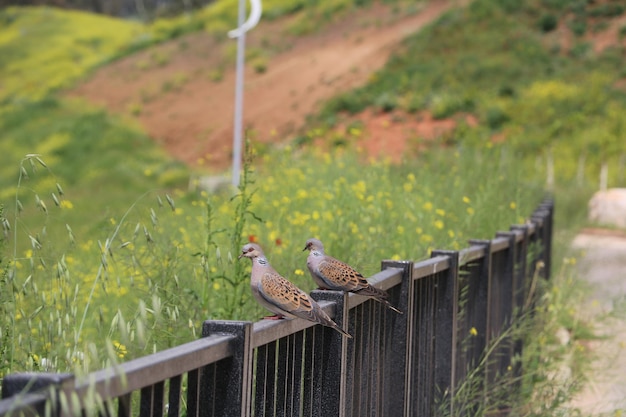 Los pájaros sentados en la barandilla contra la valla