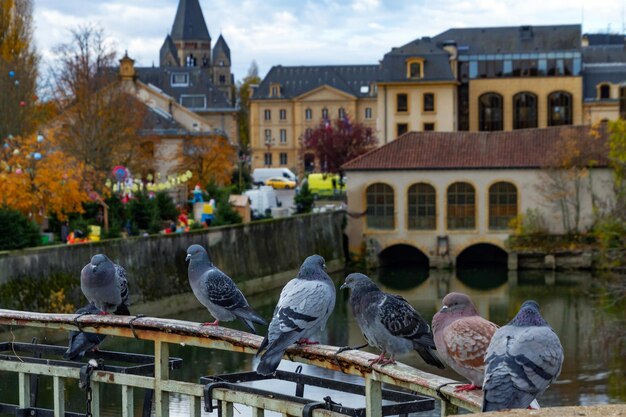 Foto los pájaros sentados en un canal