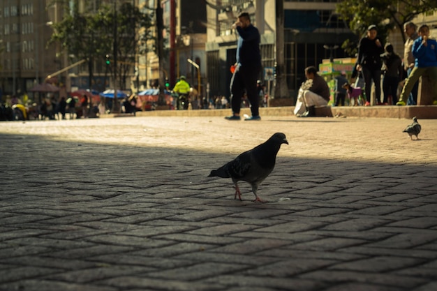 Los pájaros sentados en el cruce de cebras