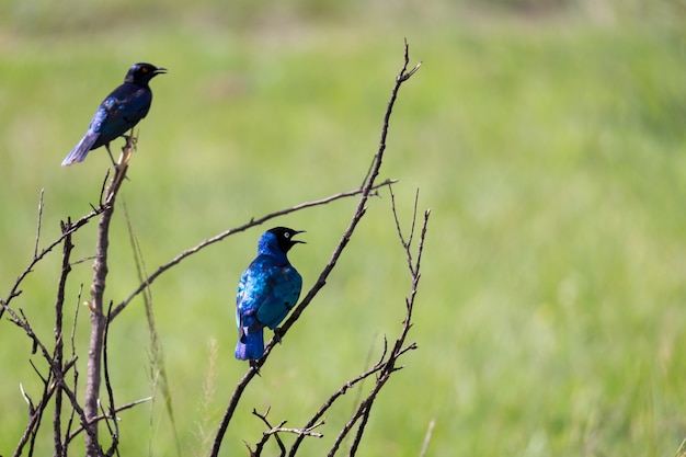 Pájaros sentados en las ramas de un árbol