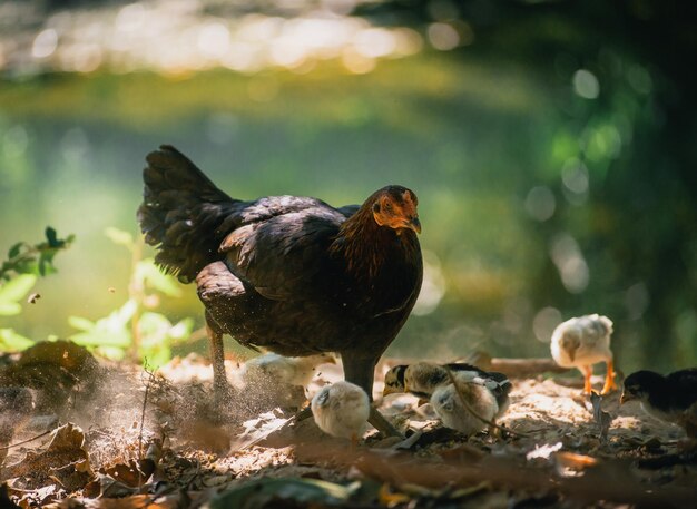 Foto los pájaros sentados en la roca