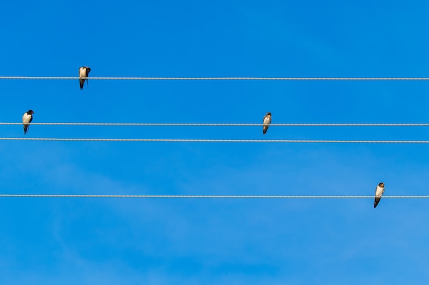 Los pájaros se sientan en cables eléctricos