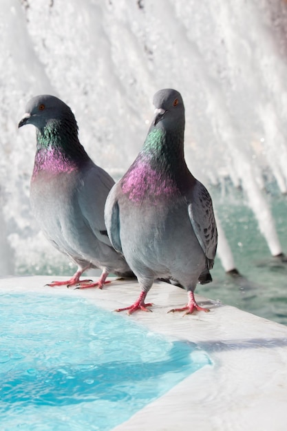 Los pájaros solitarios junto a la fuente viven en un entorno urbano