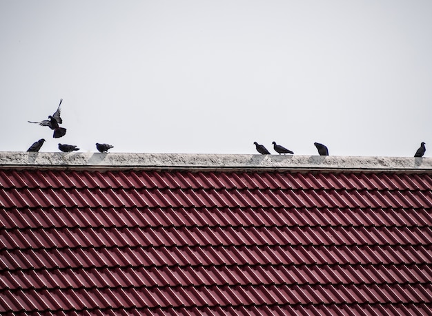 Los pájaros en las tejas