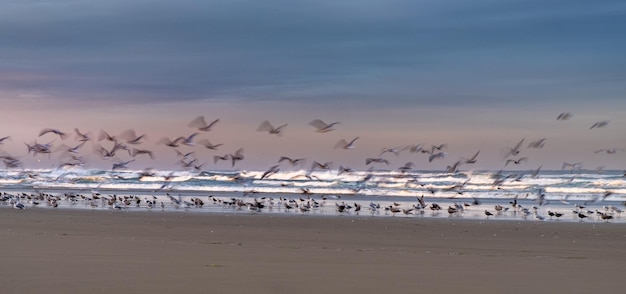 Pájaros tomando vuelo durante el amanecer en la playa Manzanita Oregon USA