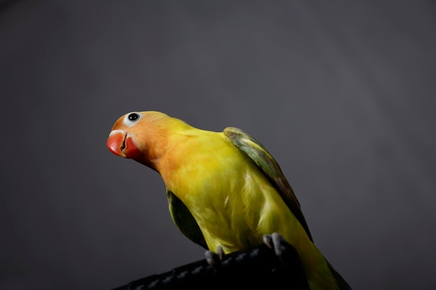 los pájaros tortolitos son muy hermosos en los dedos