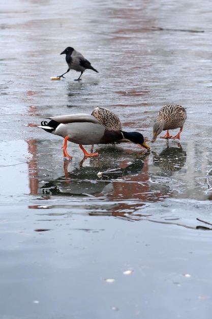 Pájaros urbanos salvajes en un pequeño lago helado