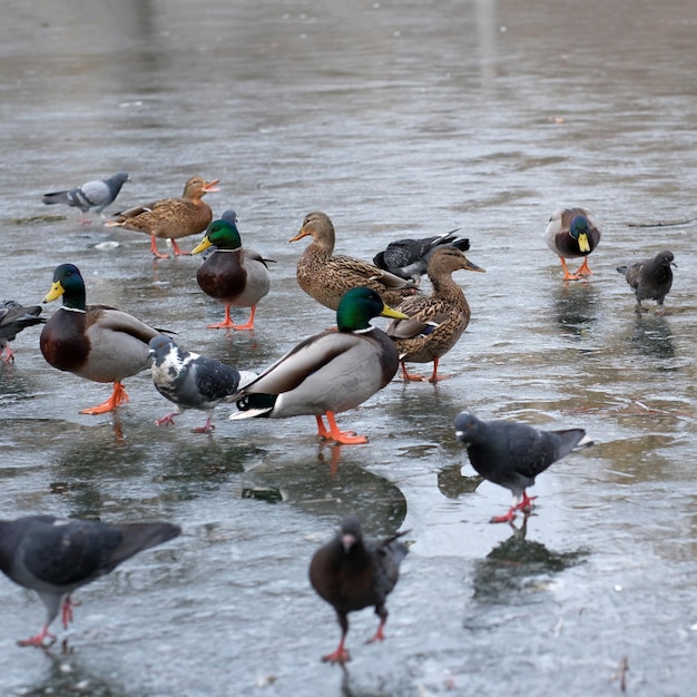 Pájaros urbanos salvajes en un pequeño lago helado