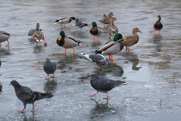 Pájaros urbanos salvajes en un pequeño lago helado