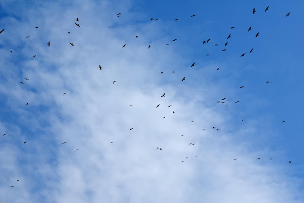 Pájaros volando en el cielo con nubes de fondo.