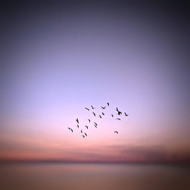 Foto los pájaros volando en el cielo