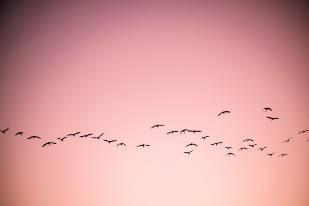 Foto los pájaros volando en el cielo