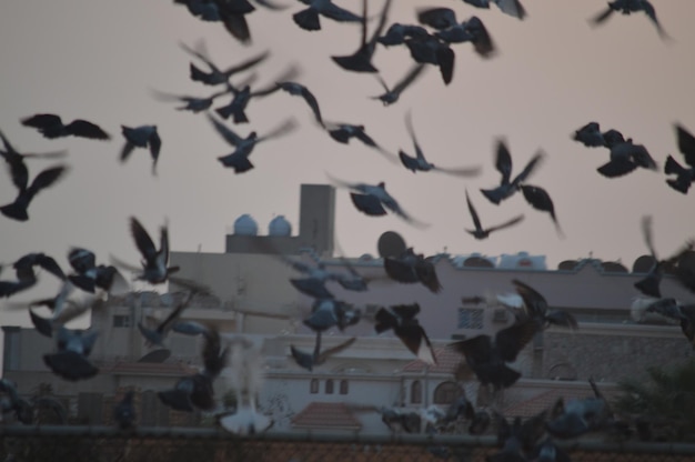 Foto los pájaros volando contra el cielo en la ciudad