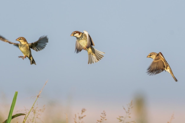 Los pájaros volando contra el cielo