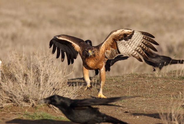 Foto los pájaros volando sobre un campo