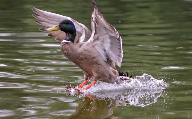 Los pájaros volando sobre el lago