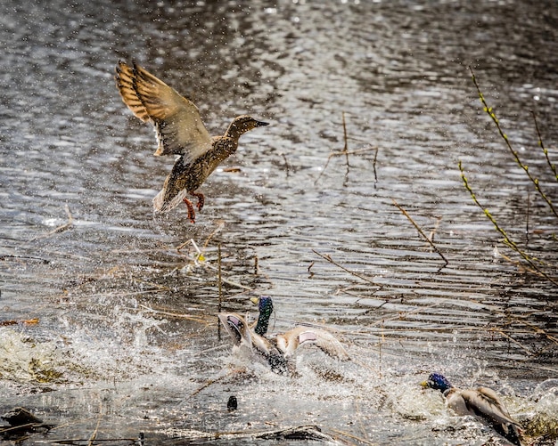 Foto los pájaros volando sobre el lago