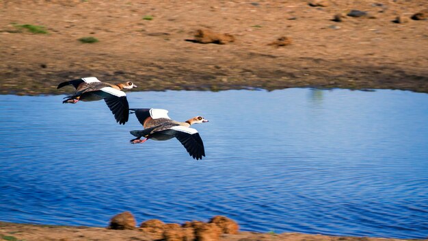 Foto los pájaros volando sobre el lago