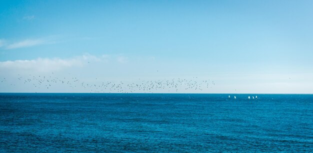 Foto los pájaros volando sobre el mar contra el cielo