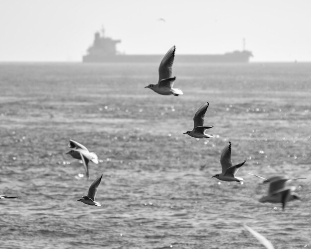 Foto los pájaros volando sobre el mar