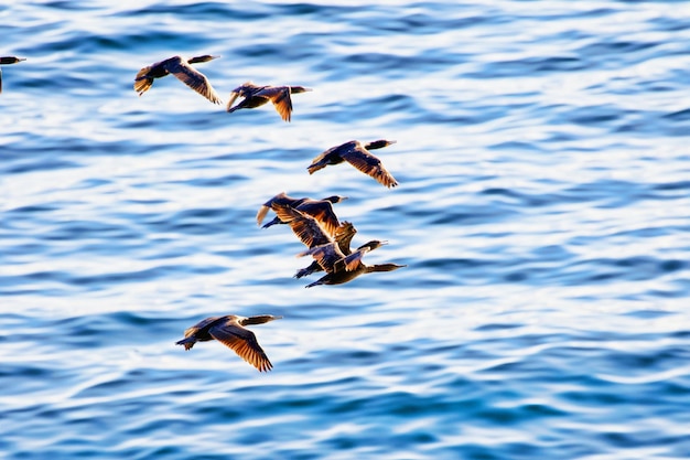 Foto los pájaros volando sobre el mar