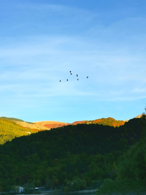 Foto los pájaros volando sobre las montañas contra el cielo