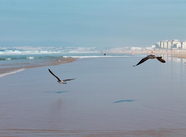 Foto los pájaros volando sobre la orilla