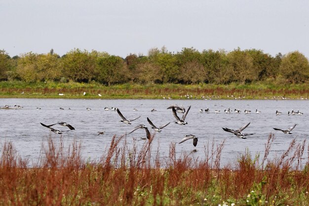 Foto los pájaros volando sobre el río contra el cielo