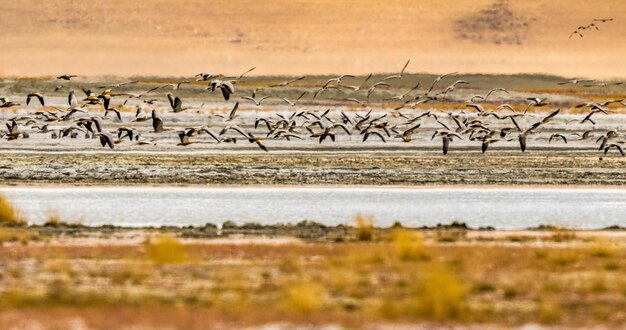 Los pájaros volando sobre el río