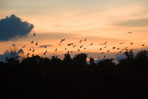 Los pájaros volando sobre las siluetas de los árboles contra el cielo durante la puesta de sol