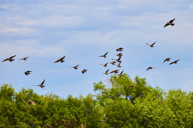 Los pájaros vuelan por el aire