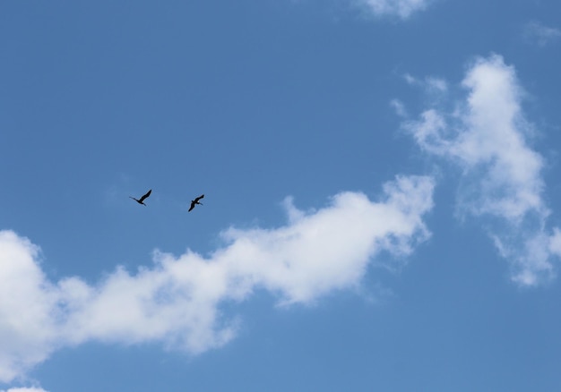 Los pájaros vuelan alto en el cielo azul