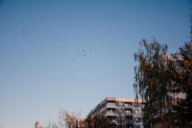 Los pájaros vuelan sobre un edificio alto en la ciudad contra el cielo azul en otoño.