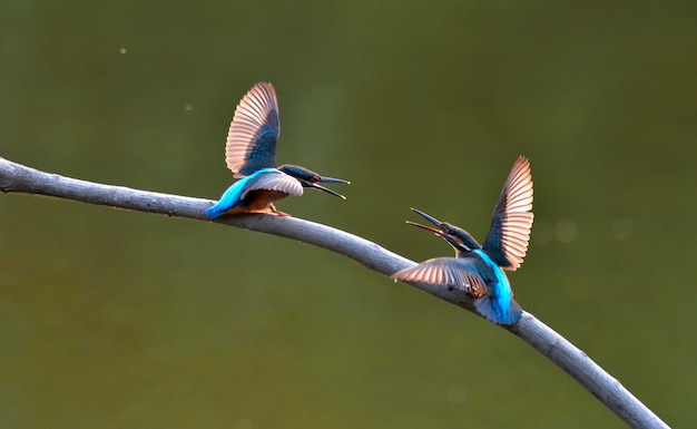 Foto los pájaros vuelan