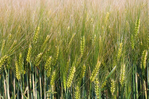 Pajas de trigo en un día de primavera en el campo