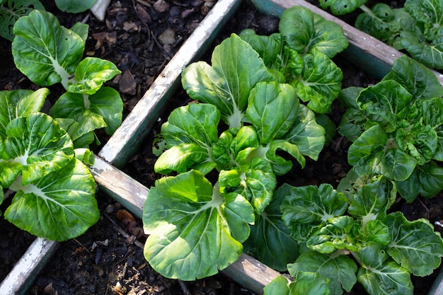 Pak Choi im Gemüsebeet