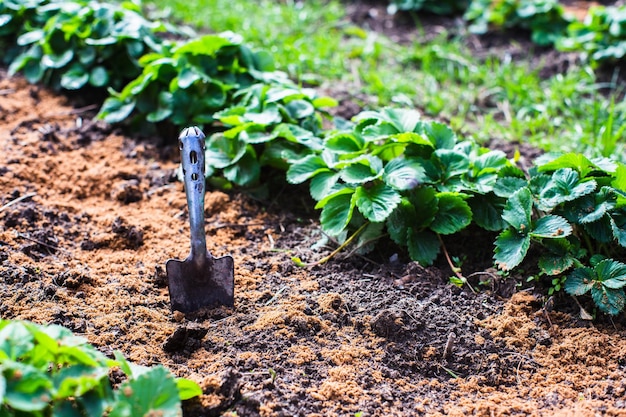 Pala de herramientas de jardín del agricultor Concepto de jardinería Trabajo agrícola en la plantación