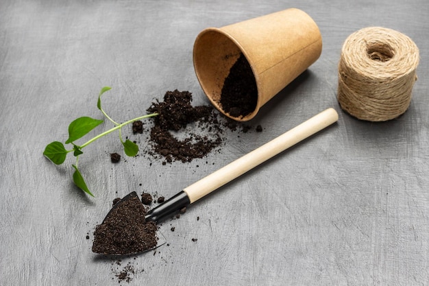 Pala de jardín con tierra Brote verde con vaso de papel de tierra