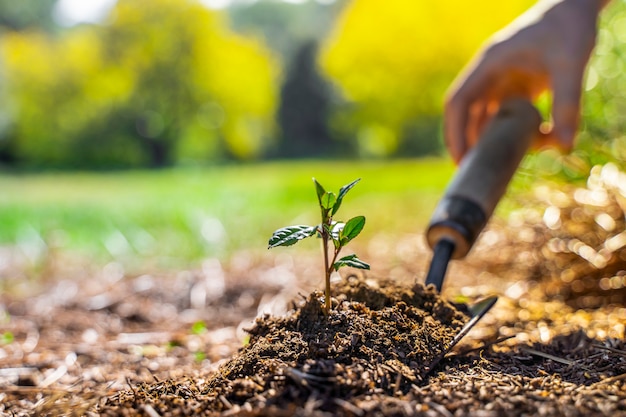 Pala de jardín verde sobre fondo de naturaleza borrosa con planta joven