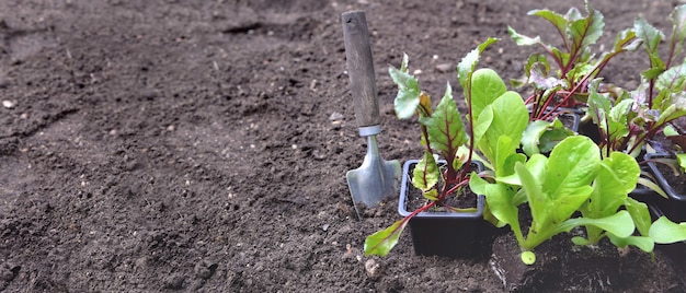 Pala junto a la plántula de lechuga con espacio de copia en el fondo del suelo